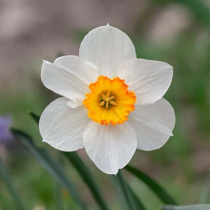 Daffodil Cool Flame White Yellow Bulbs